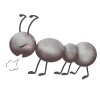 ant